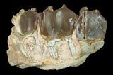 Fossil Running Rhino (Hyracodon) Maxilla Section - South Dakota #146343-1